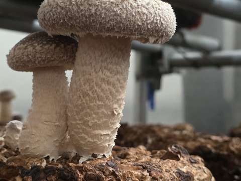 【福袋2025】徳島県産三ツ星しいたけ「夏華（なつか）」800g