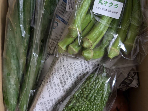 季節の朝採り8〜10品目 農薬化学肥料不使用　80サイズ