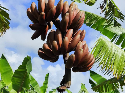 モチモチ食感！赤バナナ【2kg】