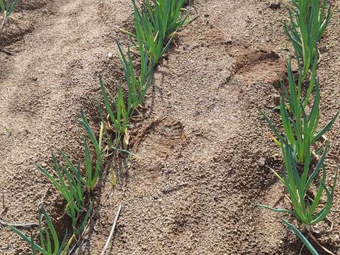 【農薬化学肥料不使用】旬の野菜セット(80サイズ5-6品