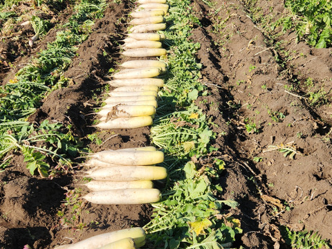 鹿児島県産　新鮮大根　3kg