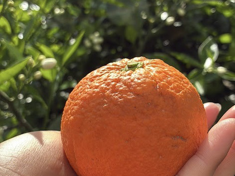 鹿児島県産　木なり完熟の福原オレンジ！２ｋｇ