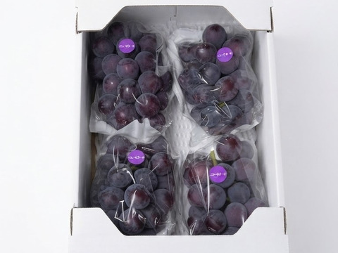 訳あり！『ニューピオーネ』岡山県産 良品 家庭用 1.8～2kg(3～5房
