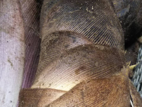 セットでちょっとお得です【玄米4kg+野菜セット】昭和のリバイバル品種　品種に優る技術なし