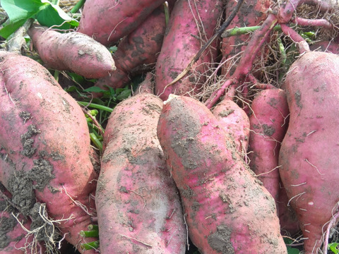 さつまいも　自然栽培、肥料農薬不使用、自家採種