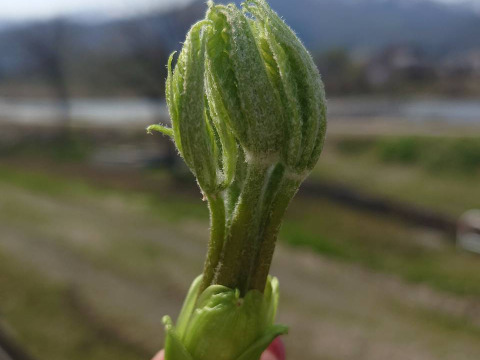 【150g】山菜の女王ついに降臨！手摘み天然のこしあぶら 使い切りサイズ