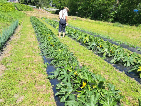 とっても可愛いズッキーニ「ゴールドマイン」/栽培期間中農薬、化学肥料不使用/1.3～1.5Kg/5,6本前後