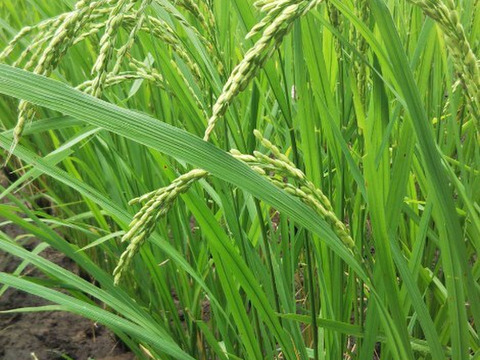 Tacotakaさん専用【新米4k+やさい】ご予約  令和7年米、品種に優る技術なし、玄米、精米も対応（肥料農薬不使用、自家採種、おだ掛け）　晩生種のあじわい、