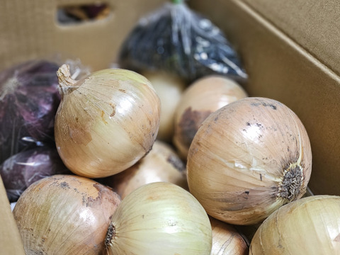 大好評，地層が違う淡路島、大玉、新玉ねぎ、七宝早生(風袋込み5キロ)