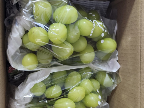 【訳あり1】シャインマスカット2房(約1kg)