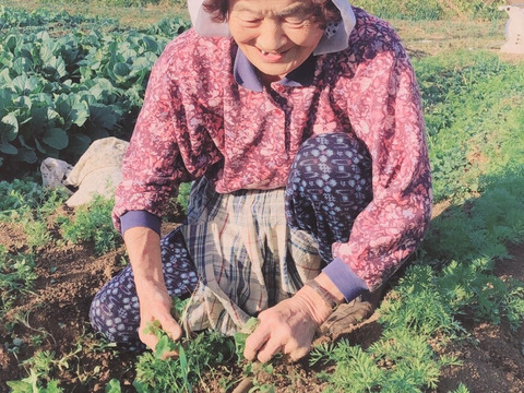 ばぁばの【フキ❗❗】約2kg！唐辛子つき🌶️🌶️🌶️子供に食べさせたい野菜😋🍙自称永遠の18才✨️✨️✨️ばぁばのモノスゴイ野菜🍅🍆🌽✨✨✨✨✨