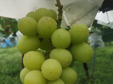 爽やかな甘みと香り　シャインマスカット　家庭用（規格外）800g（２～４房）