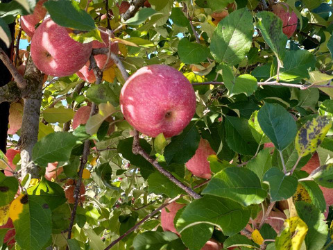 お買い得!まるせい果樹園の秋の味覚セット　フルーツボックス　３ｋ箱　oｍa1