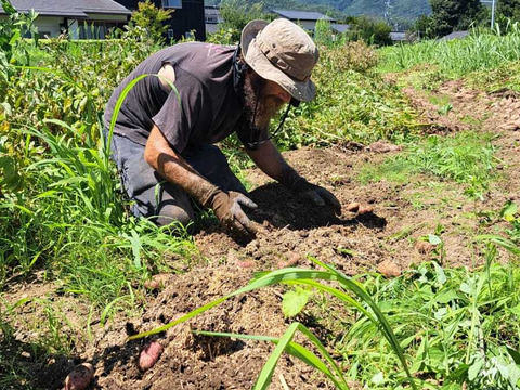 ホクホクなのに粘質感も！深い甘みのジャガイモ「タワラマゼラン」１Kg【栽培期間中農薬、化学肥料不使用】