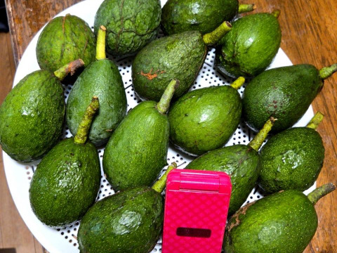 訳あり　愛媛県産　濃厚な　国産「島アボカド」約1kg