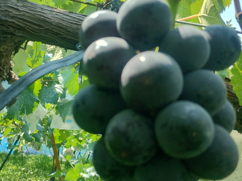 濃厚　皮ごと食べられるナガノパープル 900g（2〜3房）　秀品 【日時指定不可商品】