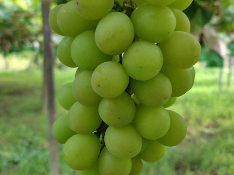 若木のシャインマスカット(２〜４房)