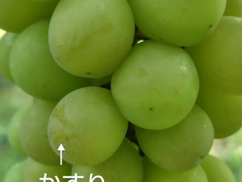 若木のシャインマスカット(２〜４房)