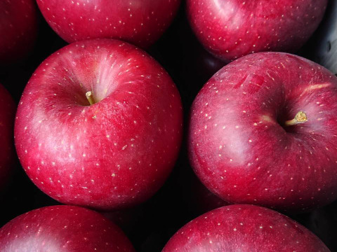 【収穫中です。】硬くてパリッとシャリッとの食感がお好きな方は「しなのほっぺ」約10kg　バランスのとれたりんご。長野県オリジナル品種/スタッフ推しりんごです。