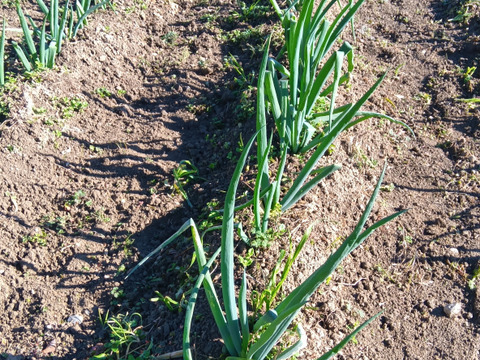 赤ねぎ　肥料農薬不使用、自然栽培、固定種