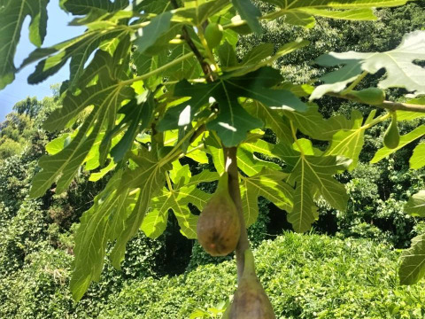 せとうち周防大島　いちじくジャム