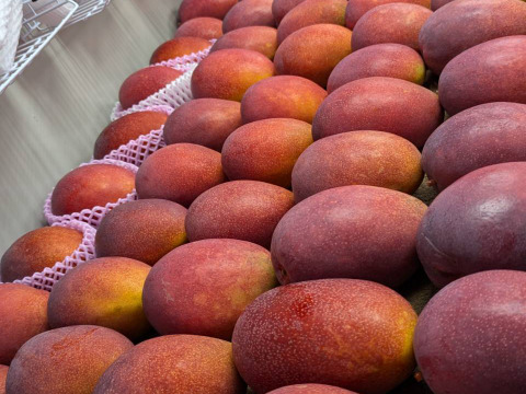 幻のキーツマンゴー、アップルマンゴーの完全無添加ピューレ（冷凍 各500g）、合計1kg