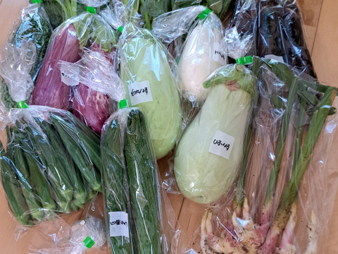とりたての旬野菜セット１０種類前後 【農薬・化学肥料不使用】