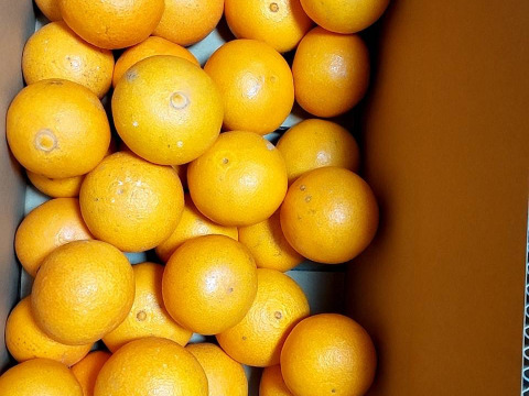 訳あり　瀬戸内海まどんな5kg【愛媛果試第28号】