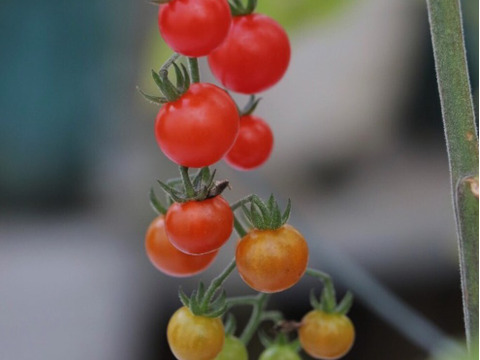 《本日終了！》完熟カラフルトマト 約1.3kg【食べ比べ】【厳選10種以上】