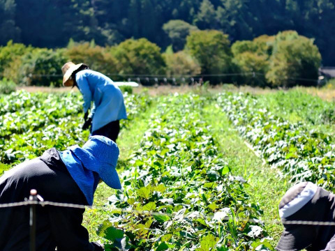信州四賀より里山の旬野菜セット　11～14品目【L】