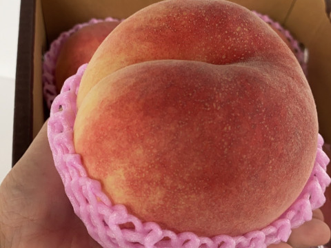 硬め食感！山形県産さくら白桃【2キロ大玉6個入】