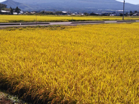 希少米!５キロいわてっこ!!新米。