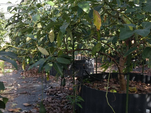 【愛知県産】希少な国産アボカド