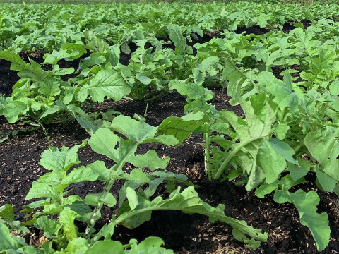 【本日収穫】【神鍋高原産】間引き大根２kg