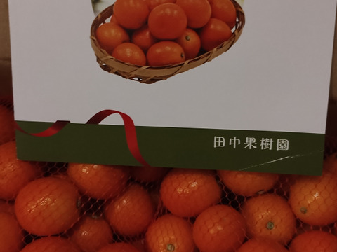 フルーツ金柑　1キロネット（L以上混合）