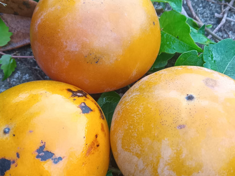 柿　いろいろミックス　自然栽培、肥料農薬不使用