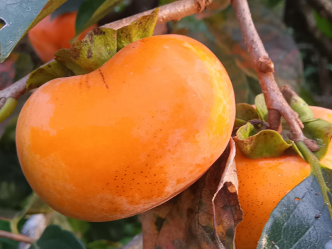 柿　いろいろミックス　自然栽培、肥料農薬不使用