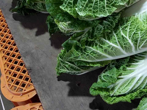 有機肥料で納豆菌栽培　食べきりサイズの白菜２０個入り