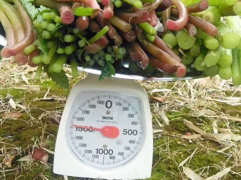 【天然山菜】みずフキセット