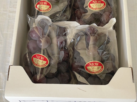 岡山県産ピオーネ（種無し）糖度18度前後　２㌔箱（3房〜5房）