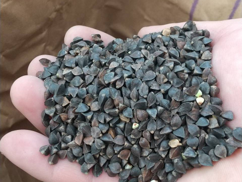 長野県産[香り高い全粒粉]のそば粉（500g）。使いやすい100メッシュサイズ。