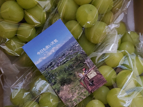 超ご家庭用！　シャインマスカット用 2kg