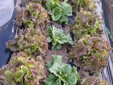 【農薬化学肥料不使用】旬の野菜セット(80サイズ5-6品)