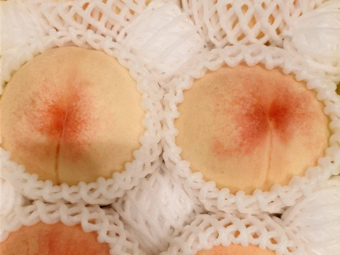 2025年追加【贈答用】【夏ギフト】岡山の白桃・白鳳～贈答用★とろける果肉とたっぷりの果汁です（2㎏箱）