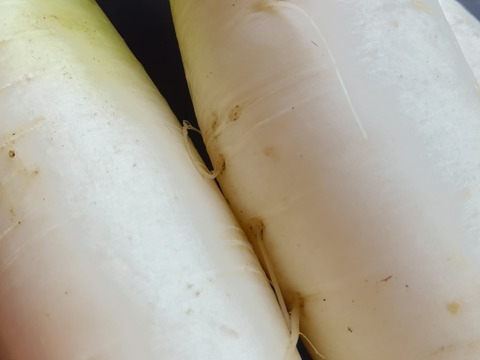 初夏の根菜セット　肥料農薬不使用、自然栽培