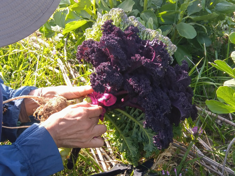 飾って食べちゃう　【枝付きケール】　自然栽培　固定種