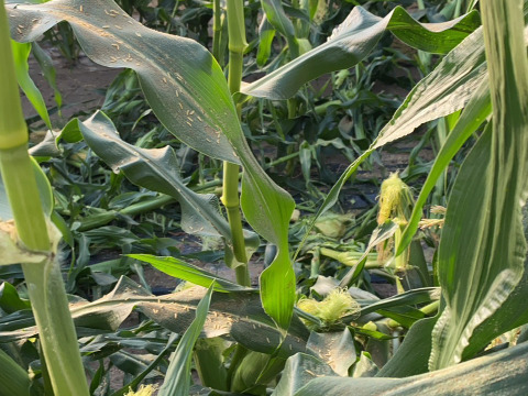 「俺に惚れてみないか？」あまーーーい！！！朝採れスイートコーン！（栽培期間中、農薬不使用）5本入