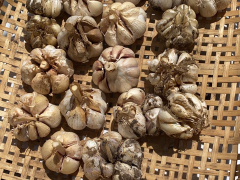 【テレビで紹介されました！】訳ありニンニクミックス【栽培中農薬不使用】