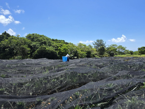 パインの最高峰🍍ジューシーで極上の甘さ！沖縄県産『ゴールドバレル』（大玉）2.0kg~  1玉