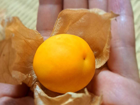 甘酸っぱくてまるでトロピカルフルーツ！「食用ほおずき」100g×8パック/栽培期間中農薬、化学肥料、除草剤不使用